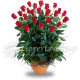 floreria-en-torreon